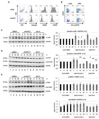 The Sphingolipid Inhibitors Ceranib-2 and SKI-II Reduce Measles Virus Replication in Primary Human Lymphocytes: Effects on mTORC1 Downstream Signaling